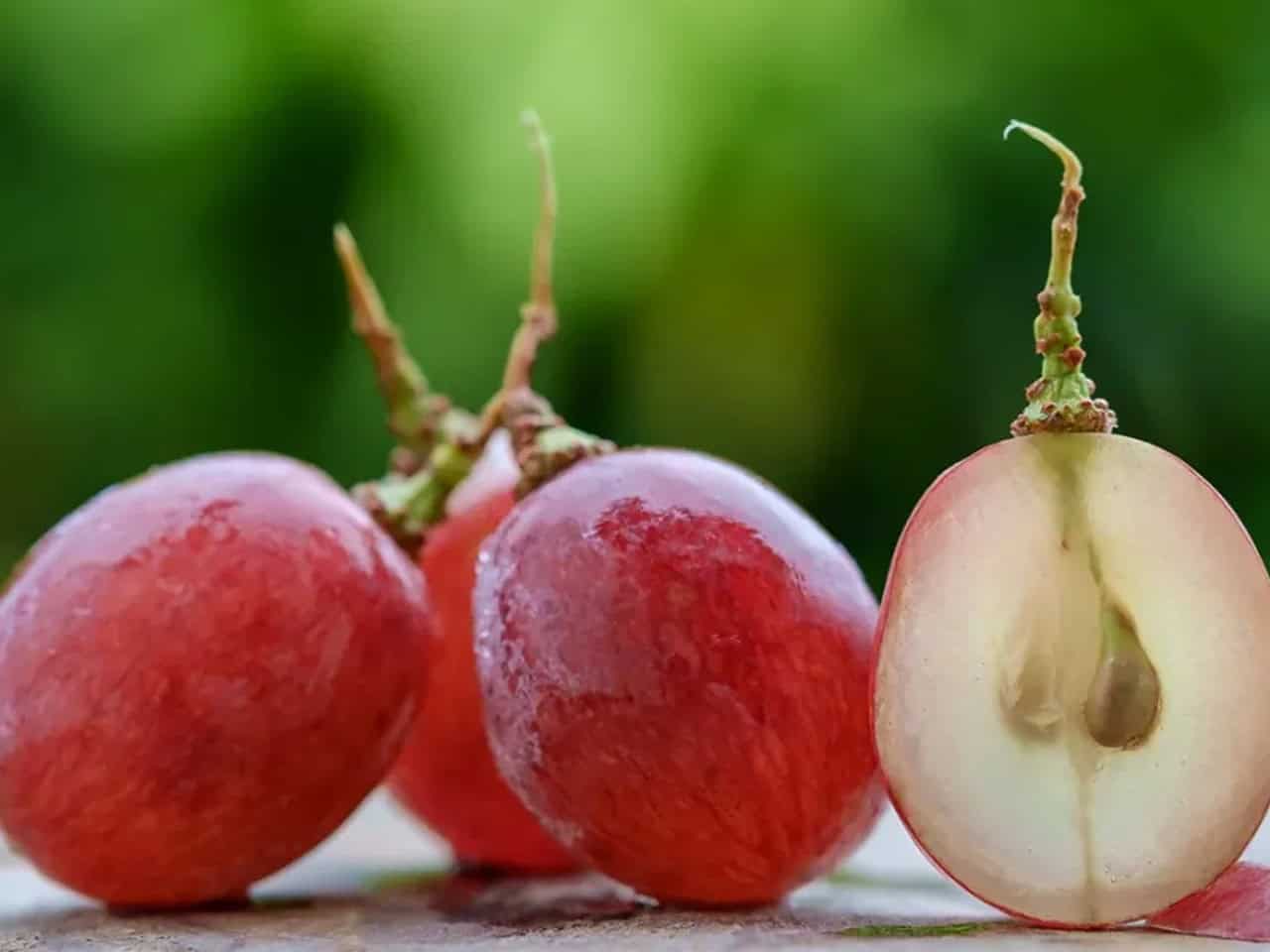 szőlőmagozó gép